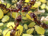 Close-up of Ants Harvesting Honeydew from Aphids, Lakeside, California, USA Photographie par Christopher Talbot Frank