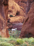 Red Rock, White Horse, White Mountains, Canyon De Chelly, Arizona, USA Fotografie-Druck von Nancy Rotenberg