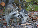 Young Raccoon Kissing Adult, Ding Darling National Wildlife Refuge, Sanibel, Florida, USA Fotografisk tryk af Arthur Morris Young Raccoon Kissing Adult, Ding Darling National Wildlife Refuge, Sanibel, Florida, USA Fotografisk tryk af Arthur Morris