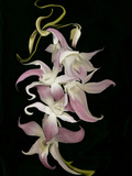 Abstract Orchid Artwork Photographie par Ellen Anon