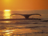 Humpback Whale Fotografie-Druck von Amos Nachoum
