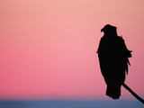 Bald Eagle Resting on Limb, Homer, Alaska, USA Fotografie-Druck von Arthur Morris
