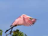 Roseate Spoonbill Takes Flight from Tree, Tampa Bay, Florida, USA Lámina fotográfica por Jim Zuckerman