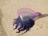 Portuguese Man O' War Jellyfish, Turneffe Caye, Belize Lámina fotográfica por Stuart Westmoreland Portuguese Man O' War Jellyfish, Turneffe Caye, Belize Lámina fotográfica por Stuart Westmoreland