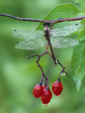 Dragonfly on Branch Photographic Print by Nancy Rotenberg