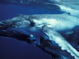 Humpback Whale with Calf Photographie par Amos Nachoum