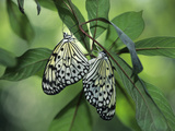 Japanese Kite Butterflies Mating, Florida, USA Photographic Print by Nancy Rotenberg