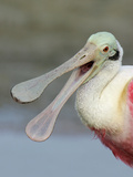 Portrait of Laughing Roseate Spoonbill with Bill Open, Fort De Soto Park, Florida, USA Lámina fotográfica por Arthur Morris