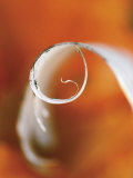 Birch Curl in Fall with Maple Leaf Background Fotografie-Druck von Nancy Rotenberg