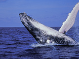 Humpback Whale Breaching, Dominican Republic, Caribbean Photographie par Amos Nachoum