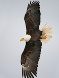Bald Eagle in Flight with Wingspread, Homer, Alaska, USA Lámina fotográfica por Arthur Morris