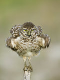 Close-up of Burrowing Owl Shaking Its Feathers on Fence Post, Cape Coral, Florida, USA Photographic Print by Ellen Anon