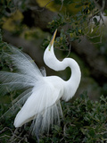Great Egret Exhibiting Sky Pointing on Nest, St. Augustine, Florida, USA Photographic Print by Jim Zuckerman