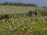 Old Barn Next to Blooming Cherry Orchard and Field of Dandelions, Leelanau County, Michigan, USA Photographic Print by Mark Carlson