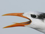 Portrait of Royal Tern Showing Tongue, Captiva, Florida, USA Lámina fotográfica por Arthur Morris Portrait of Royal Tern Showing Tongue, Captiva, Florida, USA Lámina fotográfica por Arthur Morris