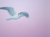 Glaucous-Winged Gull Flying Against Pre-Dawn Sky, Homer, Alaska, USA Photographic Print by Arthur Morris