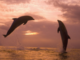 Bottlenose Dolphins, Caribbean Sea Near Roatan, Honduras Photographic Print by Stuart Westmoreland Bottlenose Dolphins, Caribbean Sea Near Roatan, Honduras Photographic Print by Stuart Westmoreland