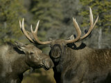 Close-up of Male and Female Moose Nuzzle, Anchorage, Alaska, USA Photographic Print by Arthur Morris
