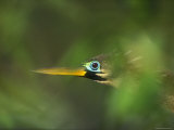 Anhinga Female in Breeding Plumage at the Venice Rookery, Venice, Florida, USA Photographic Print by Arthur Morris
