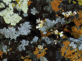 Lyre-Leaf Rockcress Flowers and Lichens on Rock Face, Isle Royale National Park, Michigan, USA Photographic Print by Mark Carlson