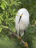 Snowy Egret Perches on Tree Limb Above Nest, St. Augustine, Florida, USA Photographic Print by Arthur Morris