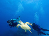 Scuba Divers with Hawksbill Turtle, Half Moon Caye, World Heritage Site, Barrier Reef, Belize Photographic Print by Stuart Westmoreland