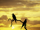 Silhouette of Frigate Birds on Tree Limb at Sunset, Galapagos Islands, Ecuador Lámina fotográfica por Jim Zuckerman Silhouette of Frigate Birds on Tree Limb at Sunset, Galapagos Islands, Ecuador Lámina fotográfica por Jim Zuckerman