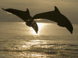 Bottlenose Dolphins, Caribbean Sea Photographic Print by Stuart Westmoreland