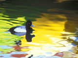 Lesser Scaup Drake, Coronado, California, USA Photographie par Arthur Morris.