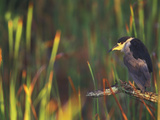 Black-Crowned Night Heron Perched on Tree Limb Among Reeds, Shark Valley, Everglades National Park Photographic Print by Arthur Morris