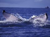 Whale Tail, Alaska, USA Photographie par Amos Nachoum
