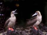 Detail of Red-Footed Boobies on Lava Rocks, Galapagos Islands, Ecuador Photographie par Jim Zuckerman