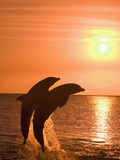 Bottlenose Dolphins, Caribbean Sea Reprodukcja zdjęcia autor Stuart Westmoreland Bottlenose Dolphins, Caribbean Sea Reprodukcja zdjęcia autor Stuart Westmoreland
