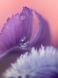Iris Petal Close-up Fotografie-Druck von Nancy Rotenberg