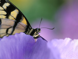 Close-up of Swallowtail Butterfly on Petunia in Garden Photographie par Nancy Rotenberg