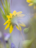Close-up of Wildflowers Photographie par Ellen Anon