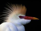 Portrait of Cattle Egret in Breeding Plumage, St. Augustine Alligator Farm, St. Augustine, Florida Photographic Print by Arthur Morris