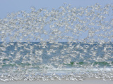 White Blur of Terns Taking Flight, Tierra Verde Key, Fort De Soto Park, Florida, USA Photographie par Arthur Morris