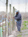 Vineyard Worker, Bodega Nqn Winery, Vinedos De La Patagonia, Neuquen, Patagonia, Argentina Lámina fotográfica por Per Karlsson