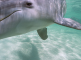 Bottlenose Dolphins, Caribbean Sea Near Roatan, Honduras Lámina fotográfica por Stuart Westmoreland Bottlenose Dolphins, Caribbean Sea Near Roatan, Honduras Lámina fotográfica por Stuart Westmoreland