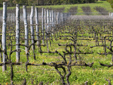 Vineyard in Cordon Royat, Bodega Pisano Winery, Progreso, Uruguay Photographic Print by Per Karlsson