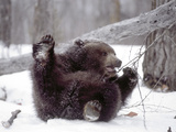 Juvenile Grizzly Plays with Tree Branch in Winter, Alaska, USA Photographie par Jim Zuckerman