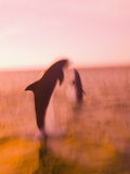 Bottlenose Dolphins, Caribbean Sea Lámina fotográfica por Stuart Westmoreland Bottlenose Dolphins, Caribbean Sea Lámina fotográfica por Stuart Westmoreland