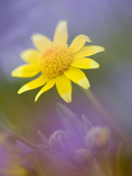 Yellow Wildflower Among Purple Flowers Photographie par Ellen Anon