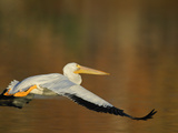 White Pelican Flying Over Lake, Santee Lakes Park, California, USA Photographic Print by Arthur Morris