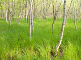 Paper Birch Trees on the Edge of Great Meadow, Near Sieur De Monts Spring, Acadia National Park Reprodukcja zdjęcia autor Jerry & Marcy Monkman Paper Birch Trees on the Edge of Great Meadow, Near Sieur De Monts Spring, Acadia National Park Reprodukcja zdjęcia autor Jerry & Marcy Monkman