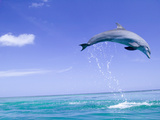 Bottlenose Dolphins, Caribbean Sea Photographie par Stuart Westmoreland