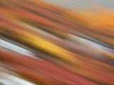 Colorful Abstract of Autumn Tundra Colors, Denali National Park, Alaska, USA Photographic Print by Arthur Morris