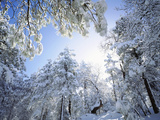 Freshly Snow-Covered Trees in Sunlight, Laguna Mountains, Cleveland National Forest, California Photographie par Christopher Talbot Frank