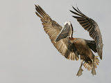 Brown Pelican Flying with Nest-Building Material, Little Bird Key, Tierra Verde, Florida, USA Photographic Print by Arthur Morris